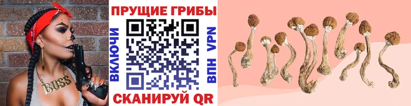 гидра tor  купить   Улан-Удэ  Псилоцибиновые грибы Cubensis 